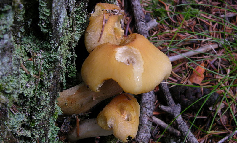 Boletus si Boletus no....
